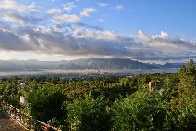 Mt. Vesuvius Wine Tasting and Lunch Experience from Pompeii - Vineyard walk on Vesuvius: what you’ll actually see and learn