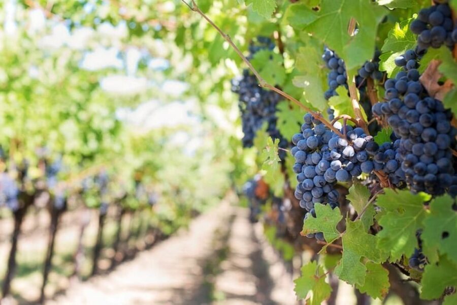 Naples: Vesuvius Half-Day Trip with Lunch and Wine Tasting - Why this Vesuvius half-day tour makes sense from Naples