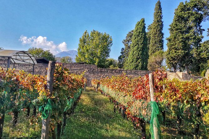 Private Tour: Pompeii & Wine Tasting at the Slopes of Mt Vesuvius - Where the winery fits in: lunch plus a Vesuvius-slope break