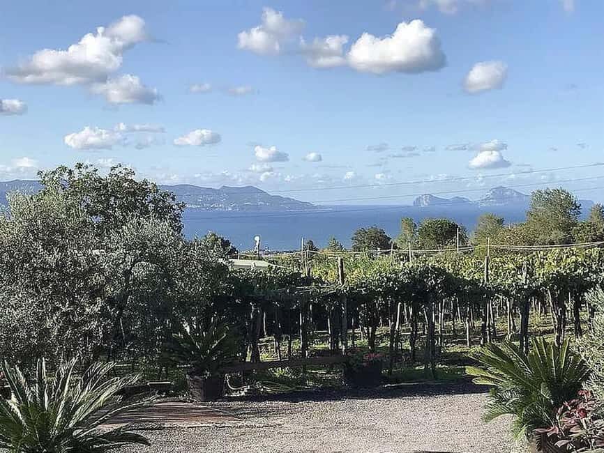 Vesuvio National Park: Wine Tasting & Tour with Light Lunch - Key Points You’ll Care About