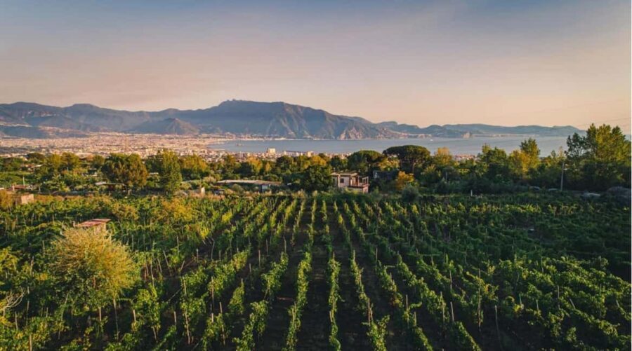 Vesuvio National Park: Wine Tasting & Tour with Light Lunch - Welcome Cuoppo Fritto and Piennolo Tomato Bread at Casa Setaro