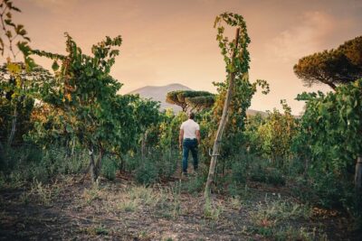Wine Tasting and Winery Tour in Vesuvio National Park with Lunch - Price and What You’re Getting for $79.94